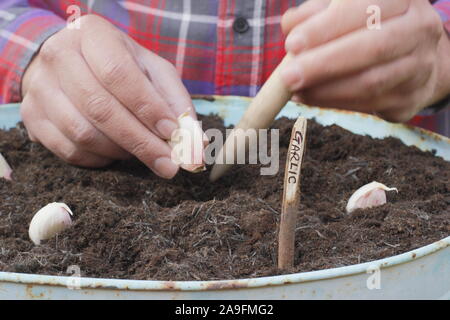 Allium sativum var. ophioscorodon "Lautrec Wight'. Der Mensch sät' Lautrec Wight' hardneck Knoblauch in einem Container im Herbst - Oktober. Großbritannien Stockfoto