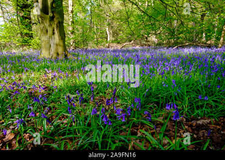Englisch bluebells in Wäldern, Teppiche eingebürgerten wilde Blumen im Frühling Stockfoto