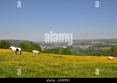 Bingley und die Aire Tal, West Yorkshire im späten Frühjahr Stockfoto