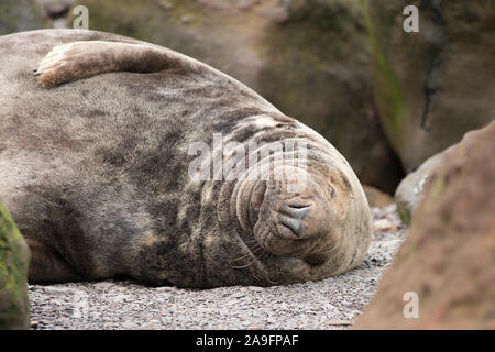 Gewöhnliche Robben in Ravenscar Yorkshire Stockfoto