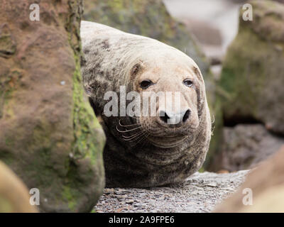 Gewöhnliche Robben in Ravenscar Yorkshire Stockfoto