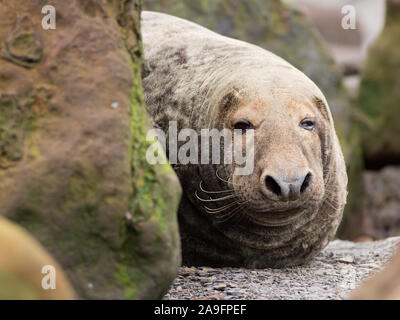 Gewöhnliche Robben in Ravenscar Yorkshire Stockfoto