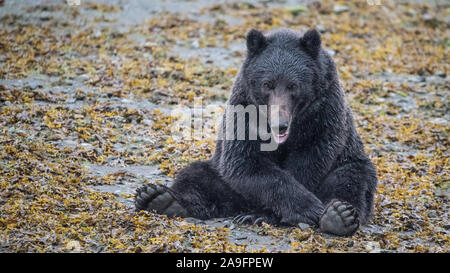 Brauner Bär sitzt in Seetang an Kamera mit Pfoten suchen, Southeast Alaska Stockfoto