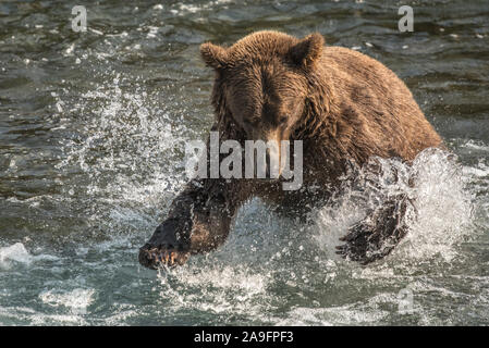 Brauner Bär stürzt sich in Wasser mit Krallen, Katmai, Alaska Stockfoto