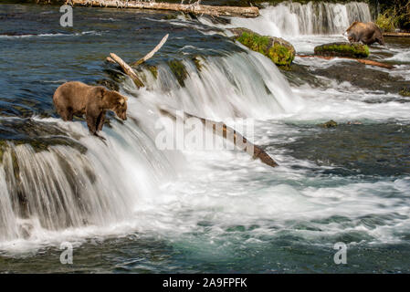 Brauner Bär wartet auf Lachs auf Motion Blur Wasserfall, Katmai, Alaska Stockfoto