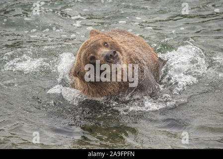 Brauner Bär schüttelt das Wasser im Fluss, Katmai National Park, Alaska Stockfoto