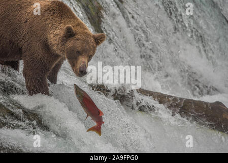 Brauner Bär Fische für Lachs auf Wasserfall, Katmai National Park, AK Stockfoto