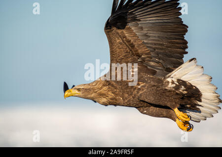 Seeadler in Rausu Hokkaido, Japan Stockfoto