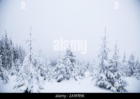 Schönen winter Berglandschaft. Winterlandschaft mit frischem Schnee in einem Bergwald Stockfoto