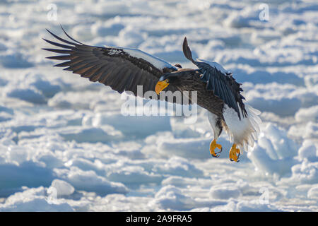 Seeadler in Rausu Hokkaido, Japan Stockfoto