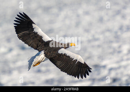 Seeadler in Rausu Hokkaido, Japan Stockfoto