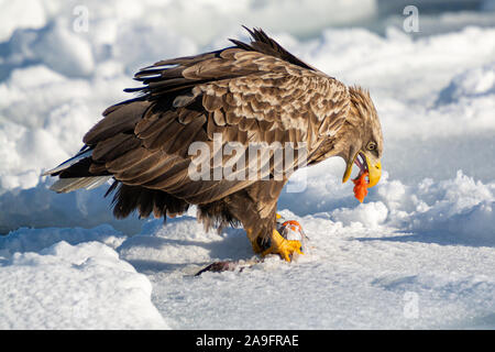 Seeadler in Rausu Hokkaido, Japan Stockfoto