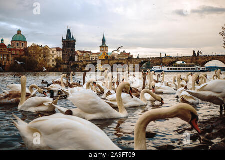 Prag, Tschechische Republik / 01 November 2019: Schwäne schwimmen in der Nähe von Legii Brücke in Prag. Blick auf die Karlsbrücke. Beliebte Touristenattraktion Stockfoto