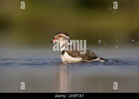 Drei-banded Plover (Charadrius tricollaris) baden, Zimanga Private Game Reserve, KwaZulu-Natal, Südafrika Stockfoto