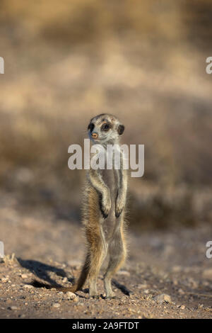 Junge Erdmännchen (Suricata Suricatta), Kgalagadi Transfrontier Park, Northern Cape, Südafrika Stockfoto