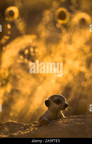 Junge Erdmännchen (Suricata Suricatta), Kgalagadi Transfrontier Park, Northern Cape, Südafrika Stockfoto
