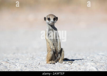 Baby Erdmännchen (Suricata suricatta), Kgalagadi Transfrontier Park, Northern Cape, Südafrika Stockfoto