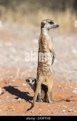 Erdmännchen (Suricata suricatta) mit Jungen, Kgalagadi Transfrontier Park, Northern Cape, Südafrika Stockfoto