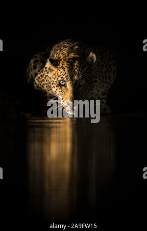 Leopard (Panthera pardus) weibliche Trinken bei Nacht, Zimanga Private Game Reserve, KwaZulu-Natal, Südafrika Stockfoto