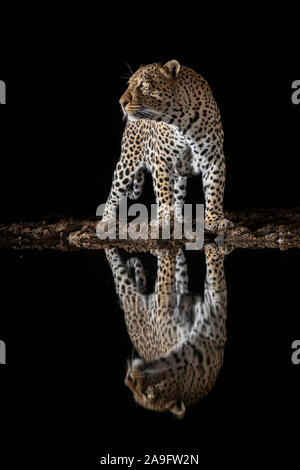 Leopard (Panthera pardus) männlich an Wasser in der Nacht, Zimanga Private Game Reserve, KwaZulu-Natal, Südafrika Stockfoto