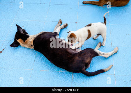 Ein Welpe Hund füttern von seiner Mutter, Mandalay, Myanmar. Stockfoto