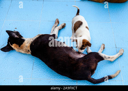 Ein Welpe Hund füttern von seiner Mutter, Mandalay, Myanmar. Stockfoto