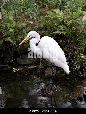 Silberreiher, stehend auf einem Felsen am Wasser seinen Körper, Kopf, Schnabel aussetzen, Auge, langer Hals, schwarze Beine, weißem Gefieder mit einem schönen Laub backgro Stockfoto