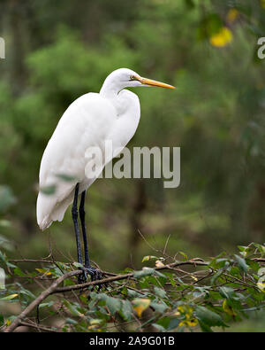 Silberreiher thront seinen Körper, Kopf, Schnabel aussetzen, Auge, weißem Gefieder mit einem schönen Laub bokeh Hintergrund in seiner Umwelt und Umgebung. Stockfoto