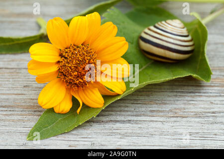 Nahaufnahme der grünen Blatt mit gelben Blumen- und Schnecke auf Holzbrett. Geringe Tiefenschärfe. Fokus auf Blume. Stockfoto