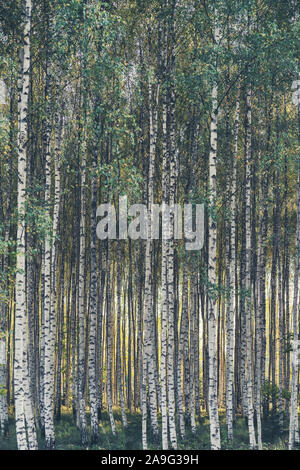 Birch Grove im Herbst Abend Stockfoto