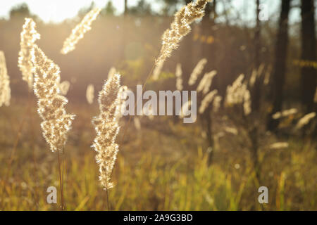 Hohes Gras im Wald, in der Nähe und Platz für Text Stockfoto