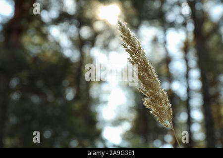 Hohes trockenes Gras im Wald, in der Nähe und Platz für Text Stockfoto