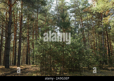 Große und kleine Pinien im Wald. Schönen sonnigen Tag Stockfoto