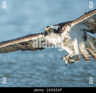 Ein Fischadler im Flug, vor einem blauen Hintergrund, in Florida, USA Stockfoto