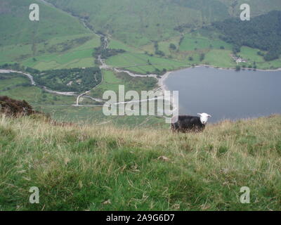 Landschaft Blick von den Hügeln über coniston nach unten in Richtung See Coniston unten mit einem einzigen weißen konfrontiert Herdwick-schafe im Vordergrund suchen Stockfoto