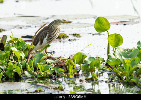 Indische Teich Heron hocken auf einem Büschel der Wasserhyazinthe in einem Abstand auf der Suche Stockfoto