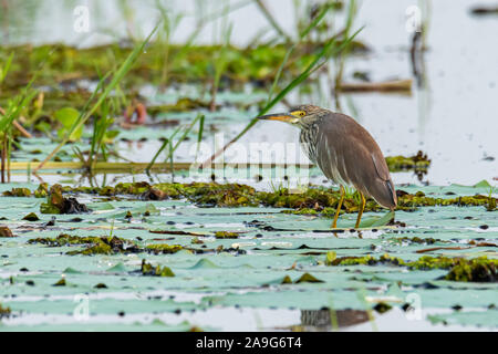 Indische Teich Heron auf Lotus Blatt in einem Abstand auf der Suche Stockfoto