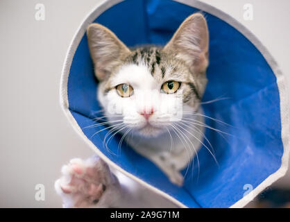 Ein tabby und weißen inländischen Kurzhaar Kätzchen tragen eine schützende Halskragen, wie es von einer Operation heilt Stockfoto