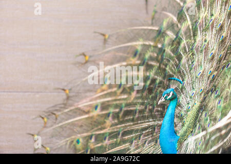 Eine Nahaufnahme eines Pfau Verbreitung Es schwanzfedern eines Gehilfen anzuziehen, in Coconut Grove, Miami, Flordia, USA Stockfoto