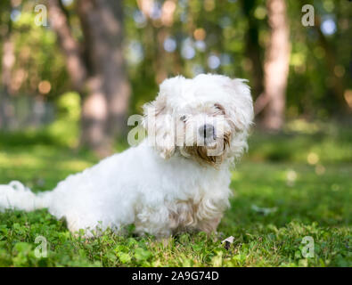 Eine Süße weiße Shih Tzu Mischling Hund im Freien sitzen und Zuhören mit einem Kopf neigen Stockfoto