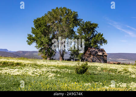 Alte verlassene Homestead unter den Eichen Stockfoto