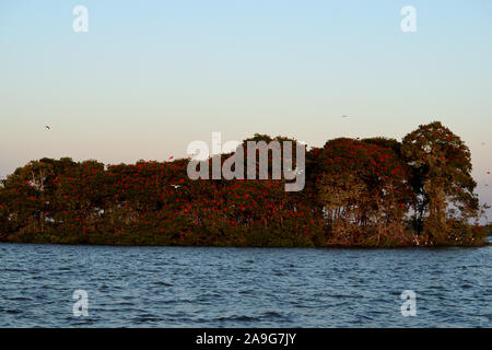 Scarlet Ibis auf Delta Das Americas, Parnaiba, Brasilien Stockfoto