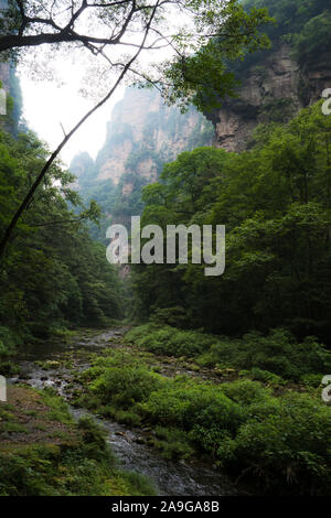 Goldene Peitsche Stream läuft durch den Wald in Zhangjiajie National Park in der Provinz Hunan in China Stockfoto