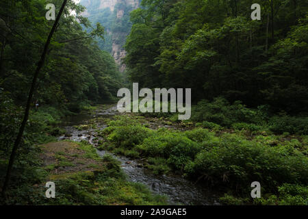 Goldene Peitsche Stream läuft durch den Wald in Zhangjiajie National Park in der Provinz Hunan in China Stockfoto