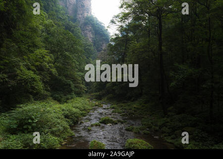 Goldene Peitsche Stream läuft durch den Wald in Zhangjiajie National Park in der Provinz Hunan in China Stockfoto