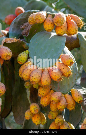 Leckere reife Früchte von Opuntia ficus indica Kakteen oder pickly Birne, zur Ernte bereit Stockfoto