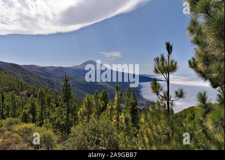 Blick auf den Teide entlang der Straße durch den Pinienwald Stockfoto