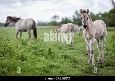 Konik fohlen Pferd. Wild Free Range feral Konik Pferde in ihrer ursprünglichen Umgebung am Oostvaardersplassen, Holland. Stockfoto