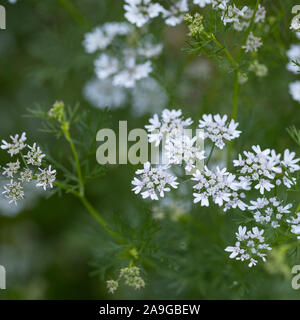 Koriander (Coriandrum sativum) weiß blühende Pflanze im Garten mit einem natürlichen grünen unscharfen Hintergrund Stockfoto