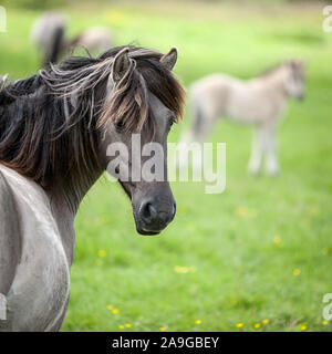 Konik Wildpferde. Frei Konik Pferde in Ihrer offenen Umgebung von Oostvaardersplassen, Holland. Stockfoto